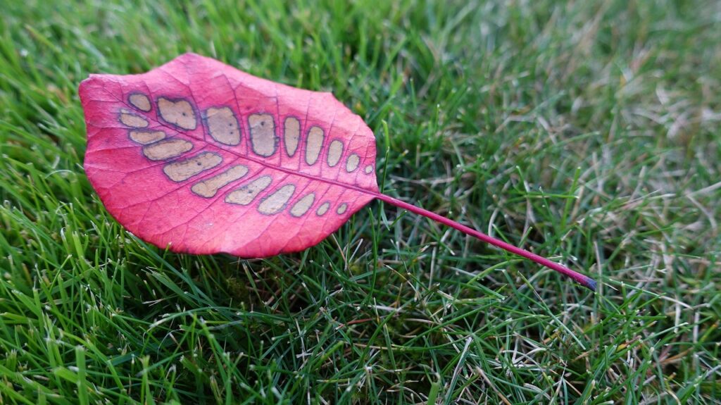 ウィッグで薄毛をカバーする自然なスタイルとは？