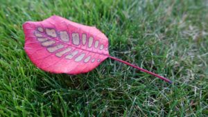 ウィッグで薄毛をカバーする自然なスタイルとは？