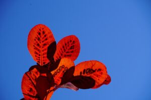 ウィッグで薄毛をカバーする自然な方法は？