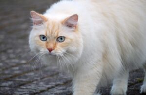 猫っ毛のボリュームアップ方法はどれが効果的？