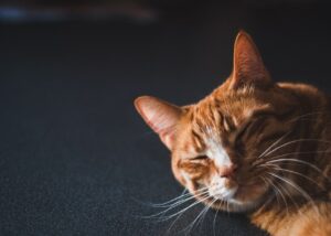猫っ毛のボリュームアップ方法は何ですか？