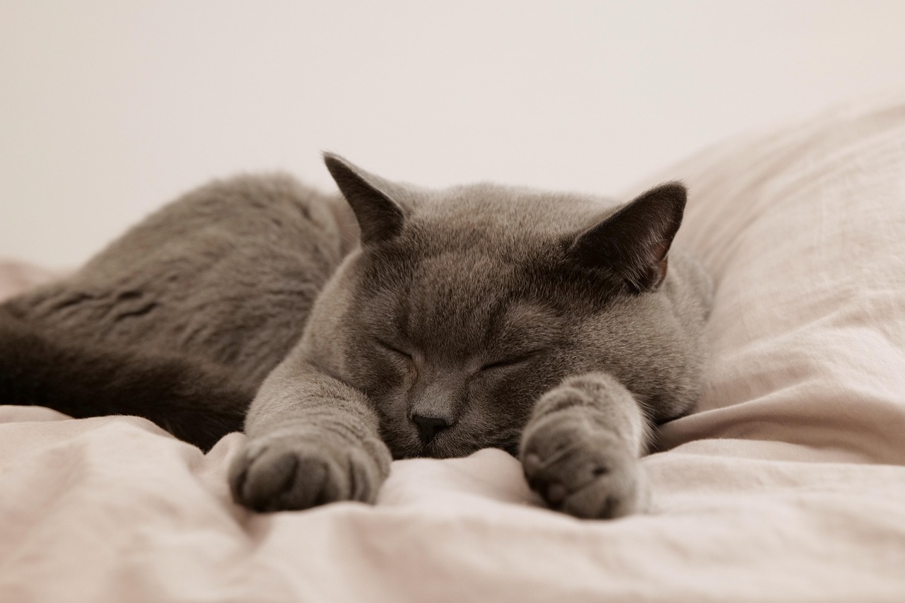 猫の毛をしっかり洗えるシャンプーの選び方は？