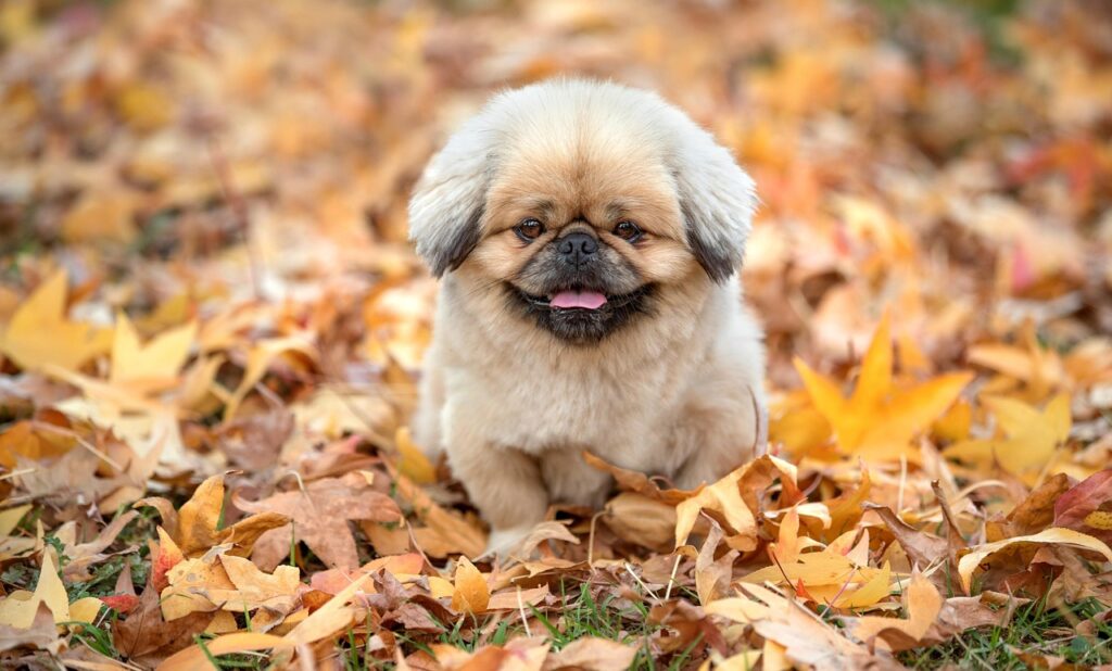 白髪が増えるのを止めるための効果的な方法は？