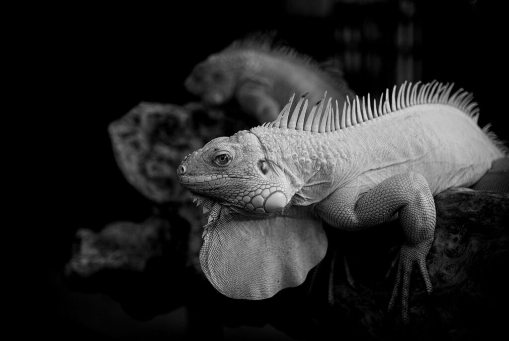 更年期の薄毛に効果的なサプリのおすすめは？