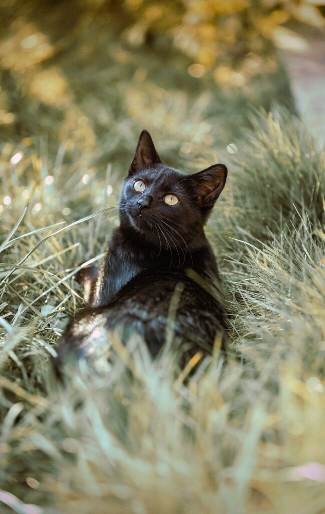 猫っ毛に最適なシャンプーはどれですか？