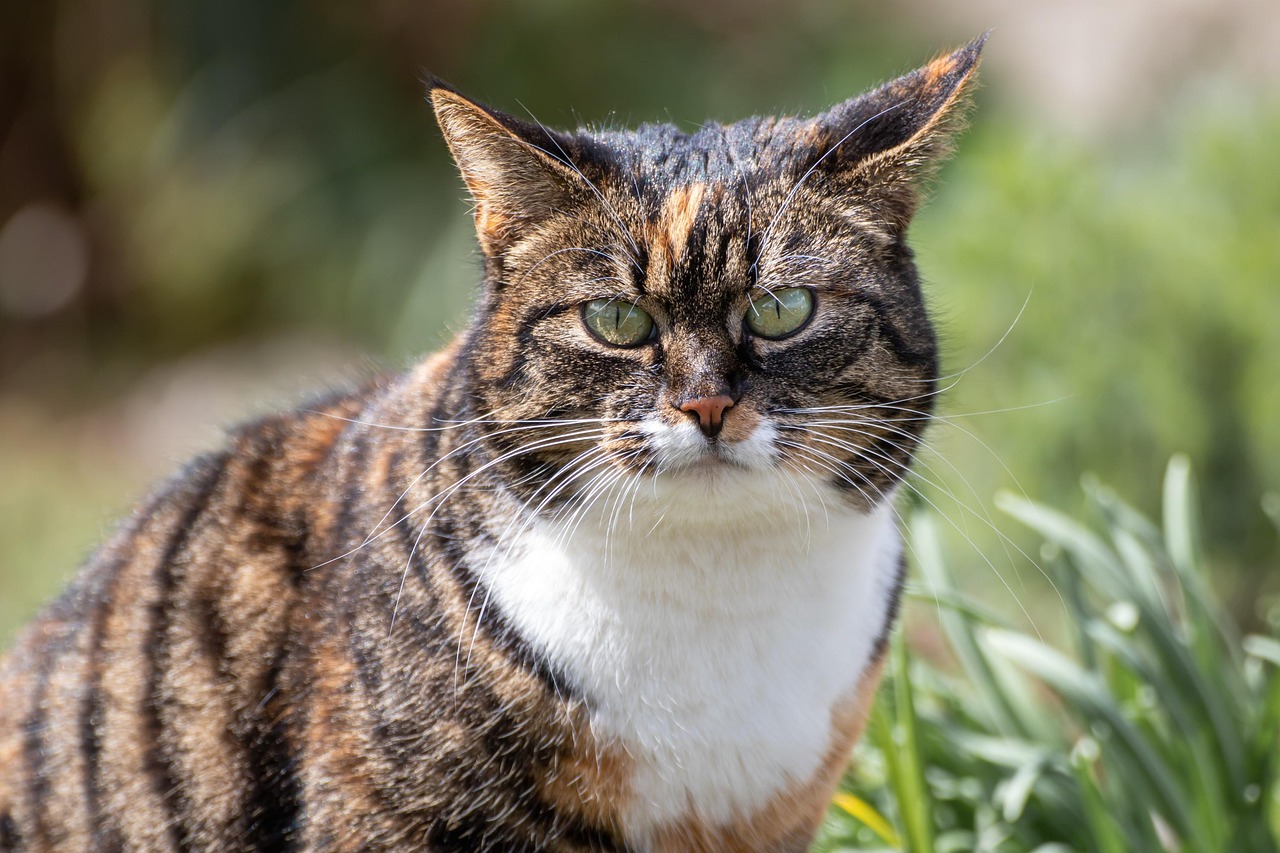 猫っ毛の薄毛に効果的なシャンプーはどれ？