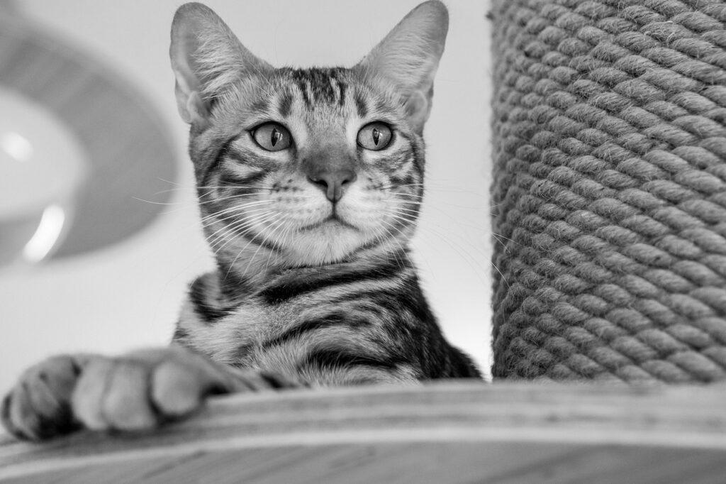 猫っ毛シャンプーの選び方とおすすめ商品は？