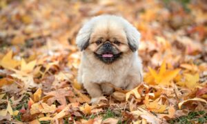 秋に増える抜け毛に悩む女が試すべき対策は？