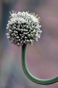 閉経後の薄毛に効果的な対策は？