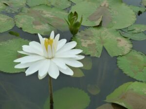 女性が自宅で簡単にできる頭皮クレンジングのやり方は？