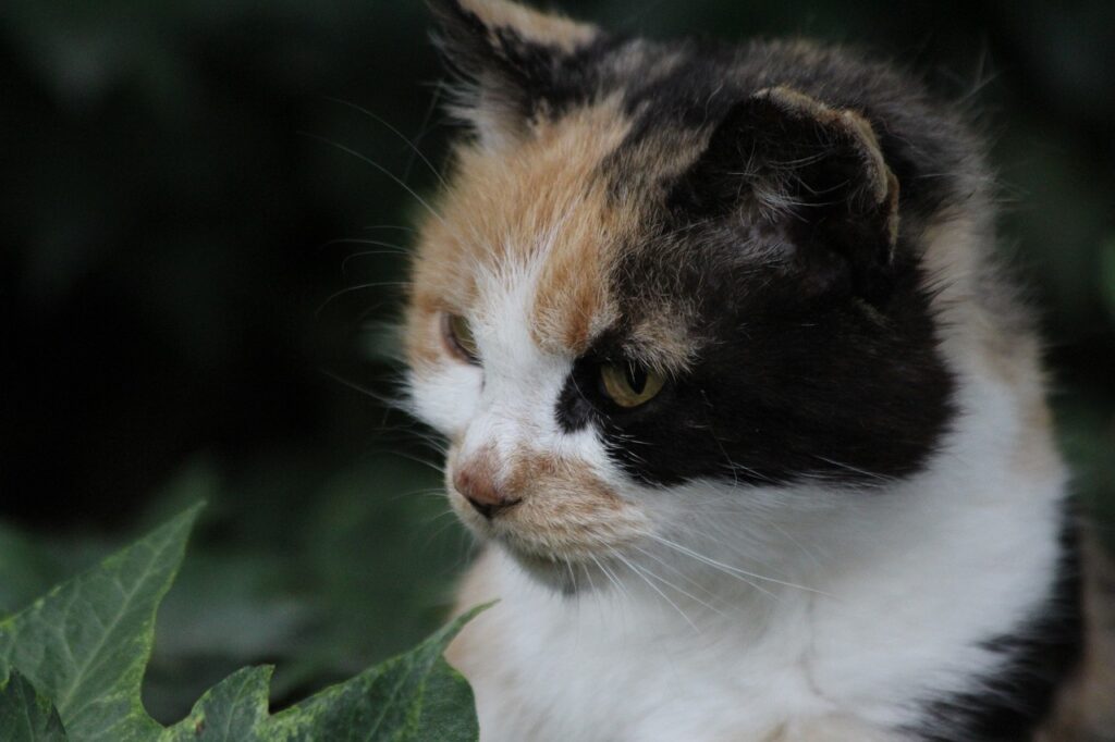 女性育毛剤を併用する際の注意点とおすすめの組み合わせは？