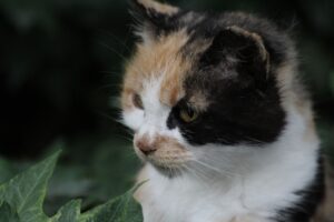 女性育毛剤を併用する際の注意点とおすすめの組み合わせは？