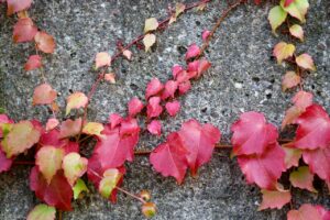 女性の髪の毛セルフケアの限界はどこまで？